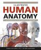 Illustrated_human_anatomy