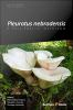 Pleurotus_Nebrodensis