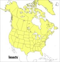 A_field_guide_to_insects_America_north_of_Mexico
